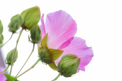 芙蓉 03