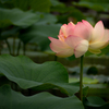 花灯り #3