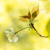 春色に染まる 鬱金桜 #2