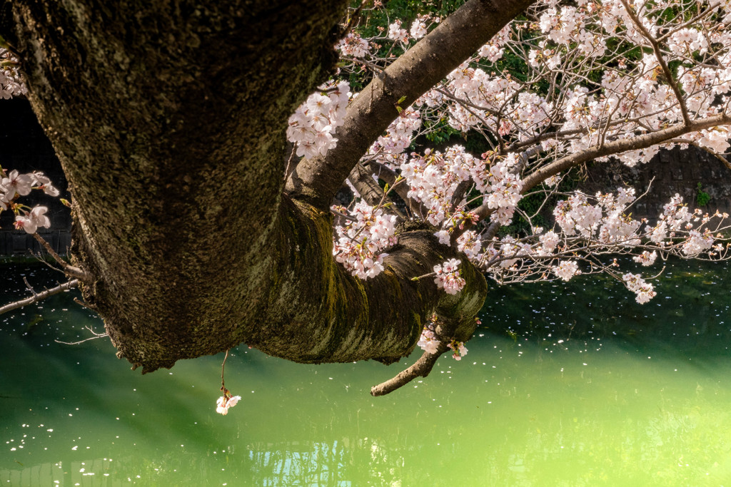 桜　夢見草 09