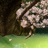 桜　夢見草 09