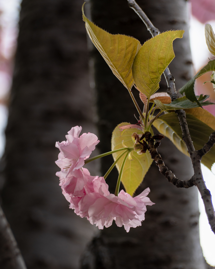 今が満開　里桜