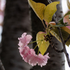 今が満開　里桜