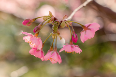 河津桜