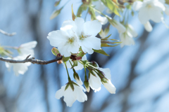 空に映える 大島桜