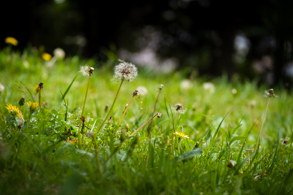 My field　草むら