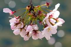 桜　夢見草 #04