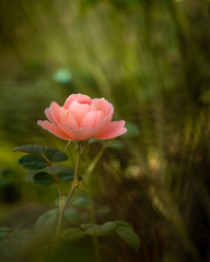 Autumn garden #7　華やぎ