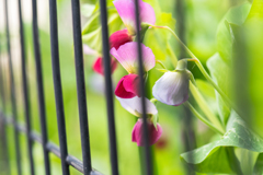 囚われのエンドウ豆の花