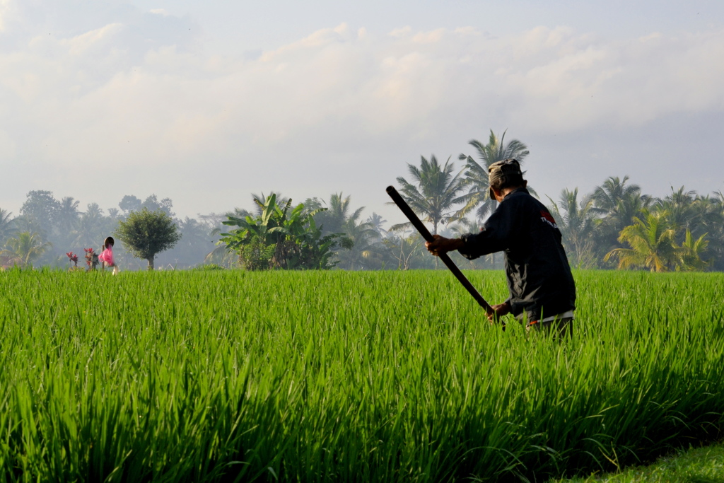 Bali Ubud_02　ライスフィールド