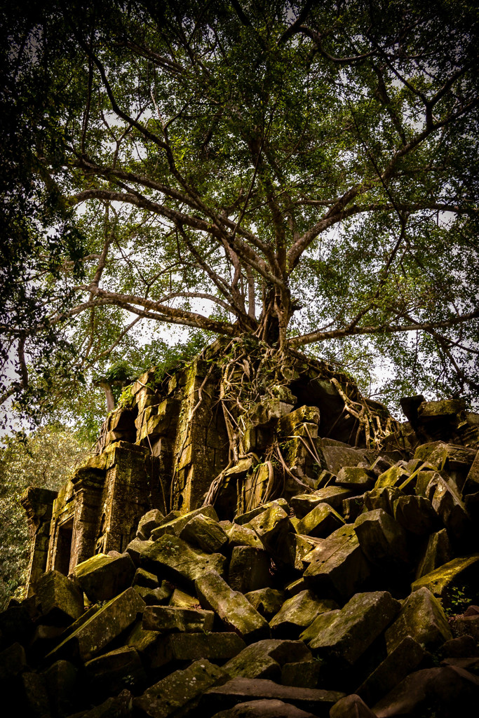 Beng Mealea 06　君臨する樹木