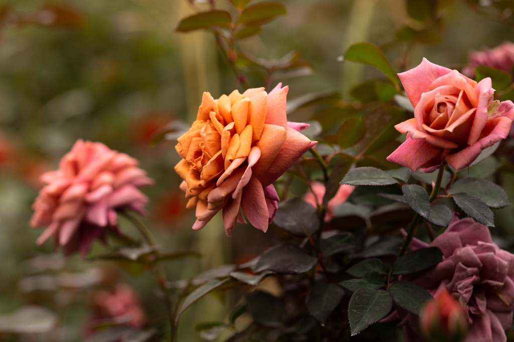 Autumn garden 17