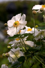 秋明菊