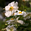 秋明菊