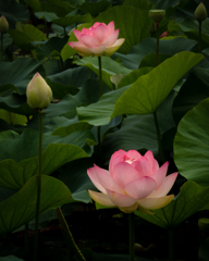 花灯り 蓮 #3