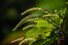 リョウブの蕾