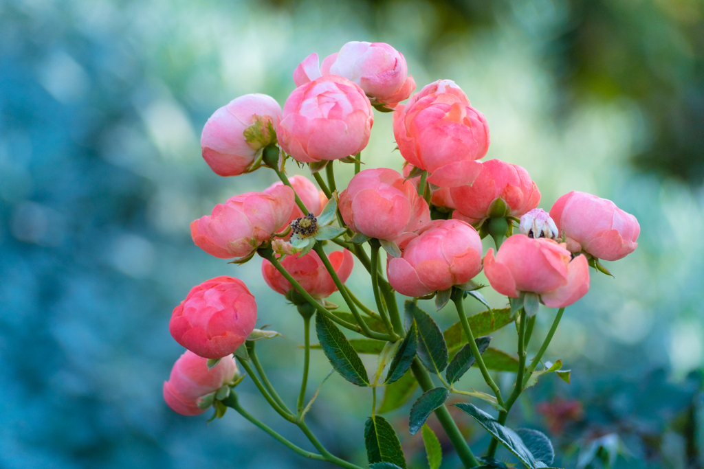 夢見る蕾たち プリンセス マザー