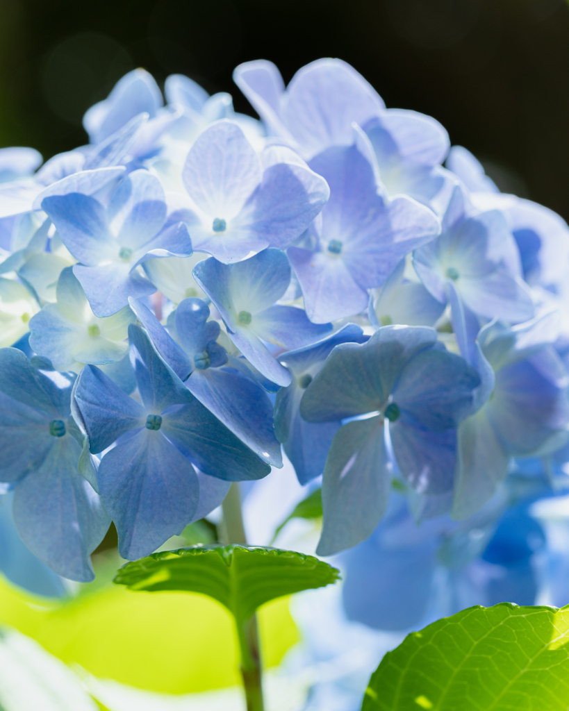 水無月の紫陽花