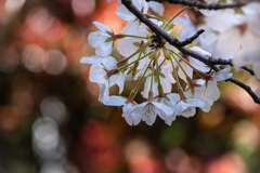 光の饗宴　桜