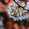 光の饗宴　桜