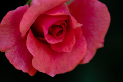 薔薇のささやき
