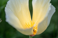 春色 09　California poppy