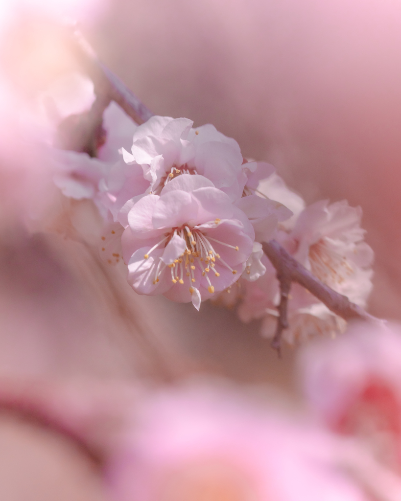 始まりの春 #2