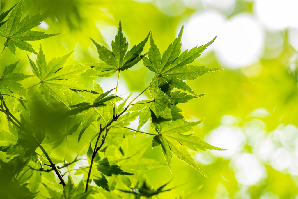 Leaf 12　青もみじ #2