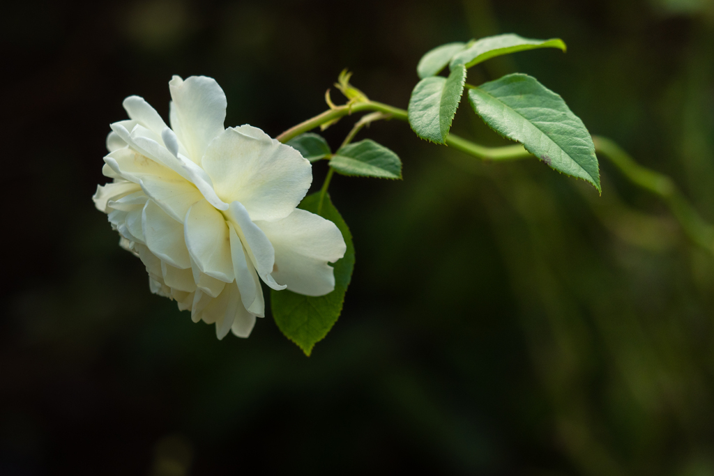 Autumn garden #10　トランクウィリティー