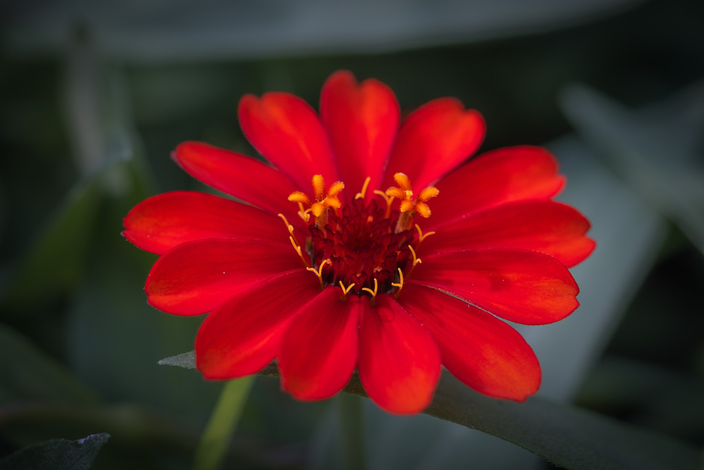 深紅 ジニア(百日草)