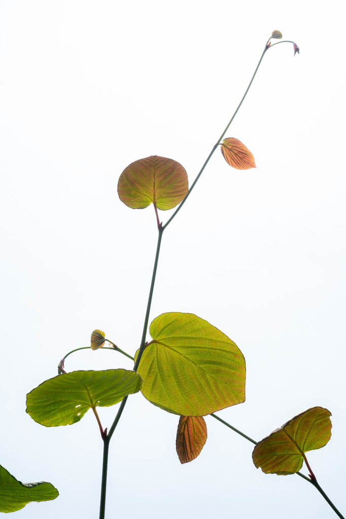 Leaf 03　構成