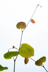 Leaf 03　構成