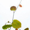 Leaf 03　構成