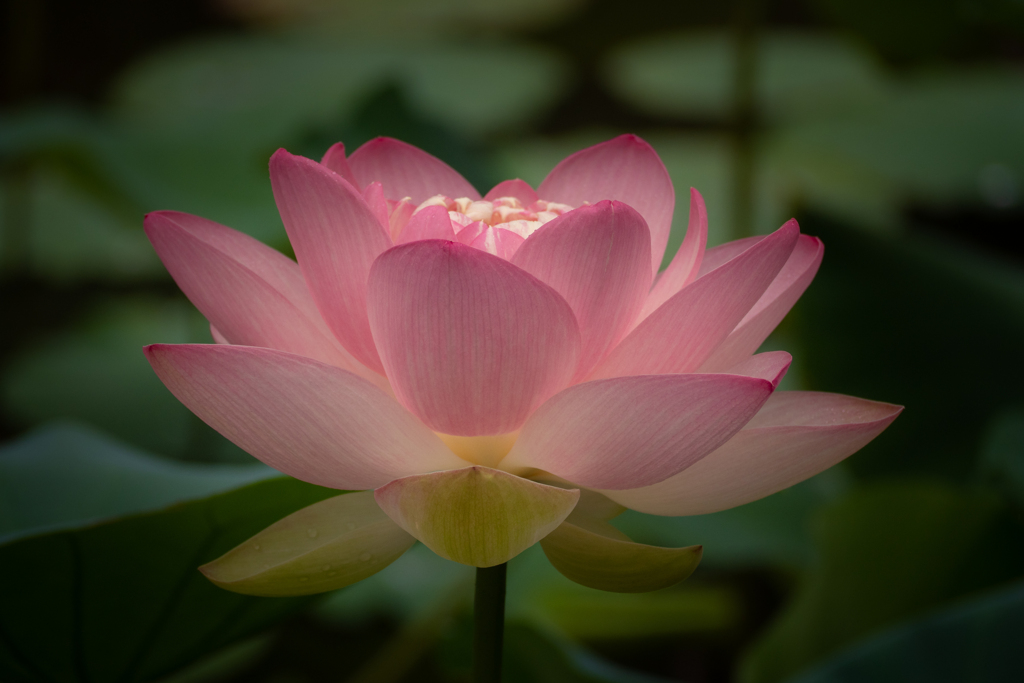 花灯り #8