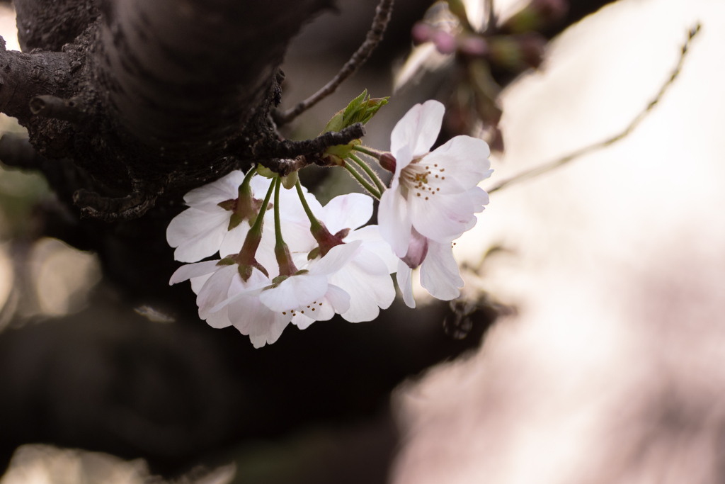 胴咲きの桜