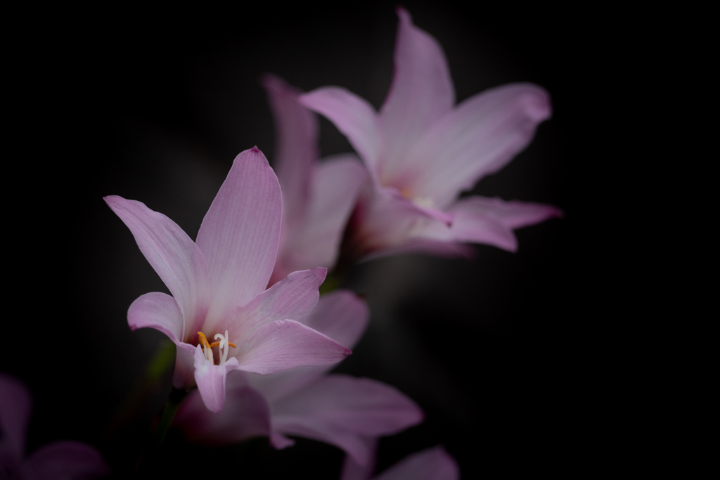 Rain lily