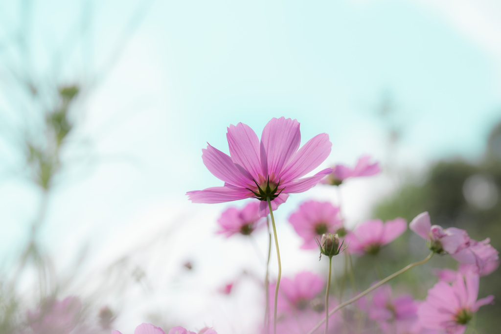 背伸びする秋桜