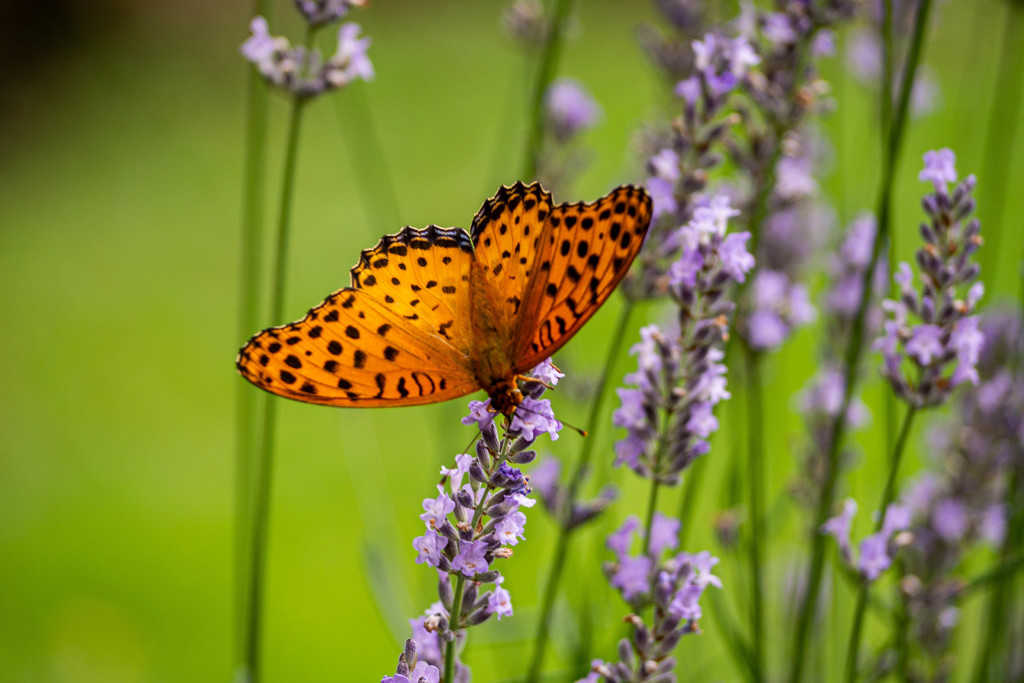 A Taste of Honey 02