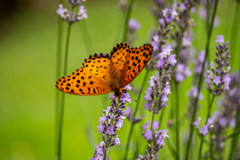 A Taste of Honey 02