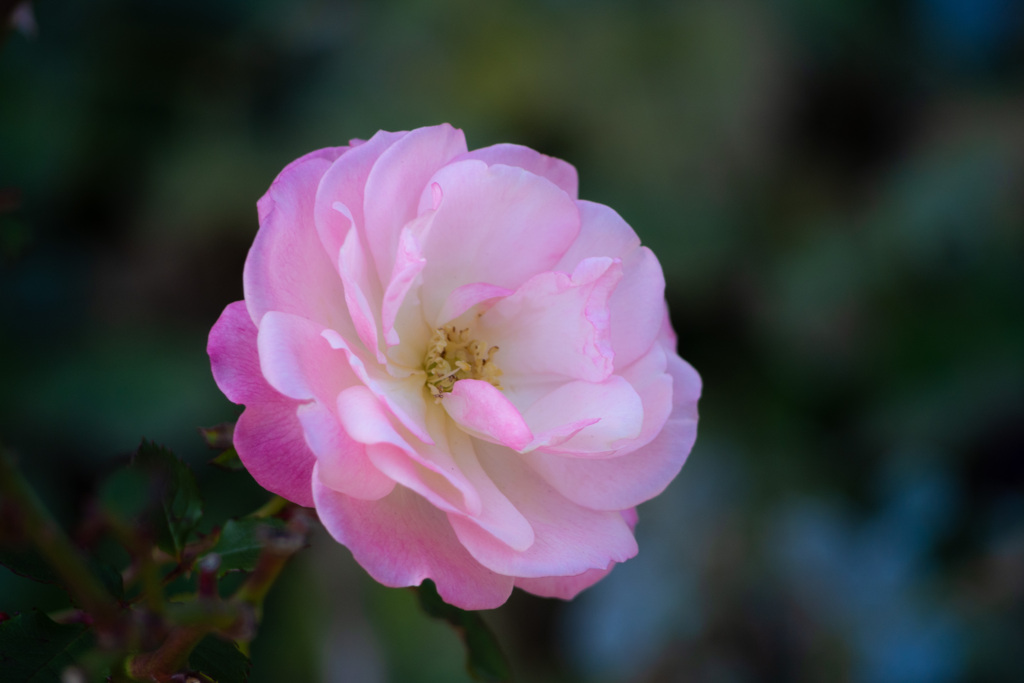 一月の薔薇 #4