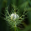 神秘 #4　ニゲラの蕾
