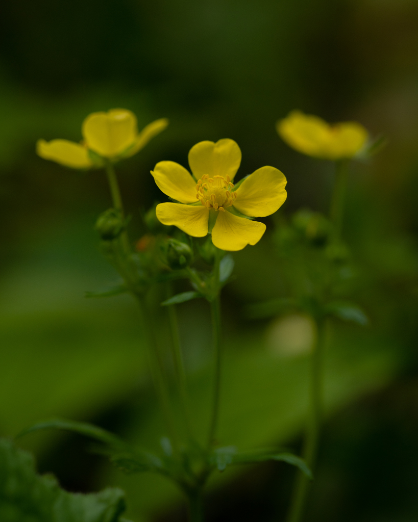 ヘビイチゴの花