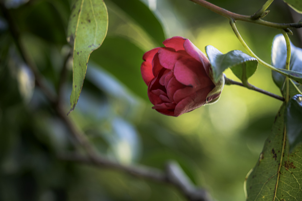 紅一点