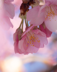 河津桜 #4