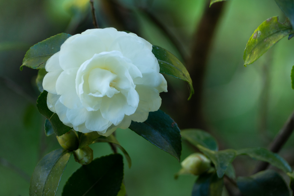 山茶花 #1