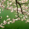 桜 夢見草 #03