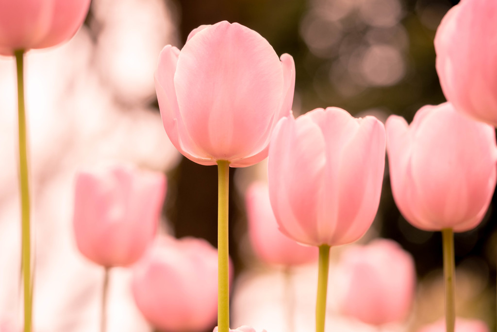 春色 07　立ち姿 #2