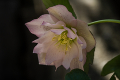 八重に咲くクリスマスローズ