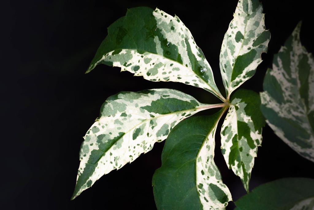 Leaf 05　Painting Art