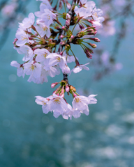 桜咲く河面
